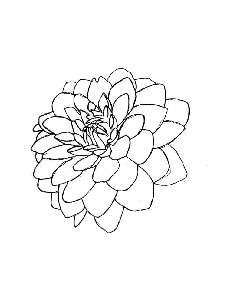 Coloriage Fleur de Dahlia 3