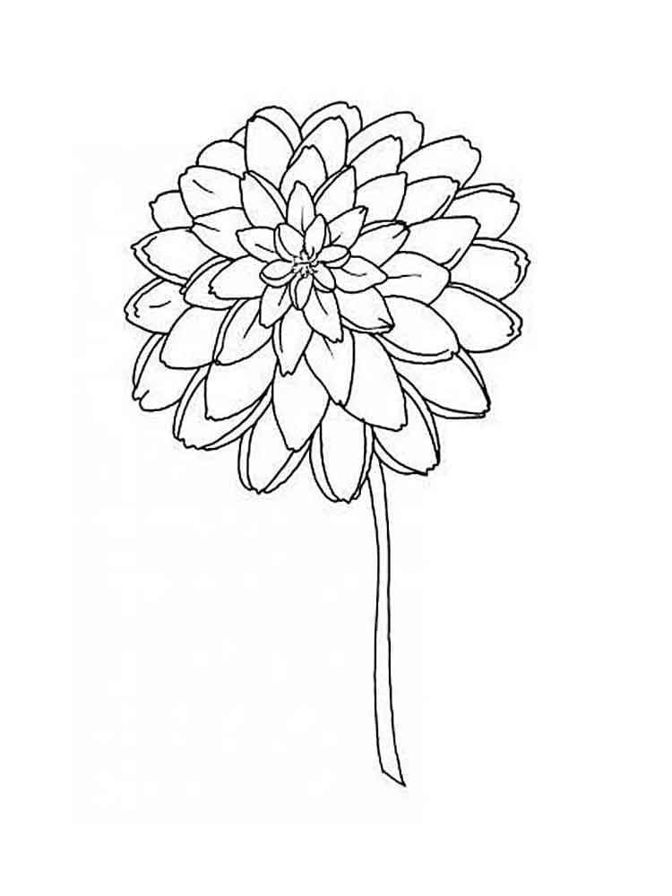Fleur de Dahlia 4 coloring page