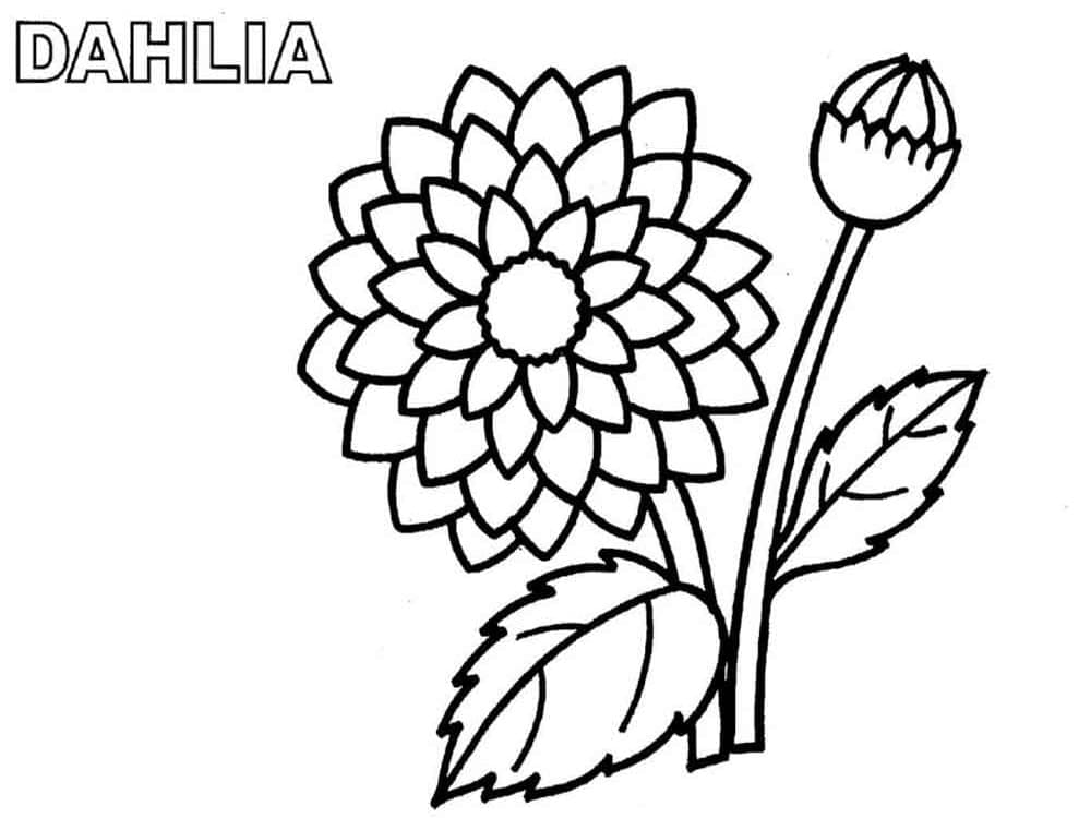 Coloriage Fleur de Dahlia 5