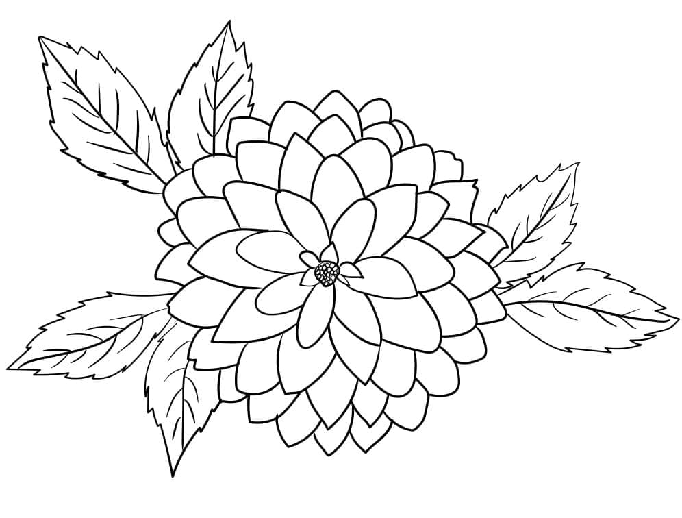 Coloriage Fleur de Dahlia 6
