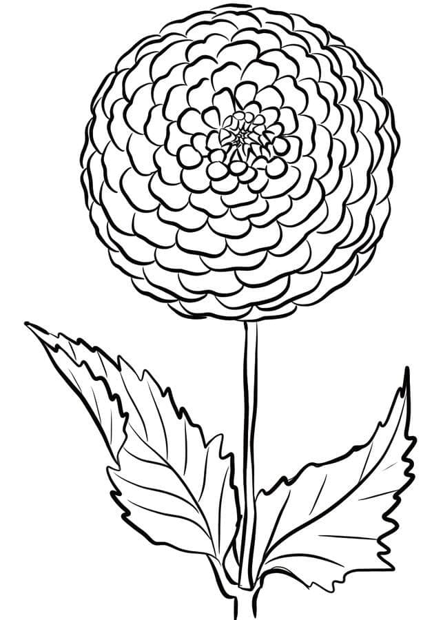 Coloriage Fleur de Dahlia Gratuite