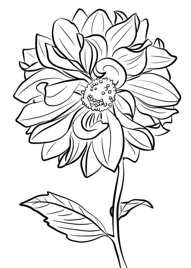 Coloriage Fleur de Dahlia