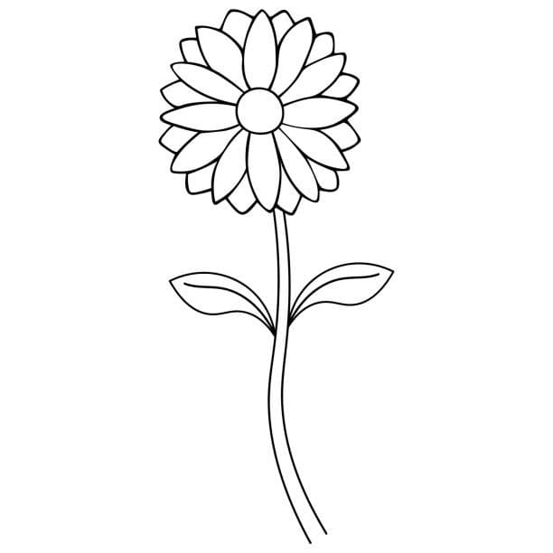 Coloriage Fleur de Marguerite Gratuite