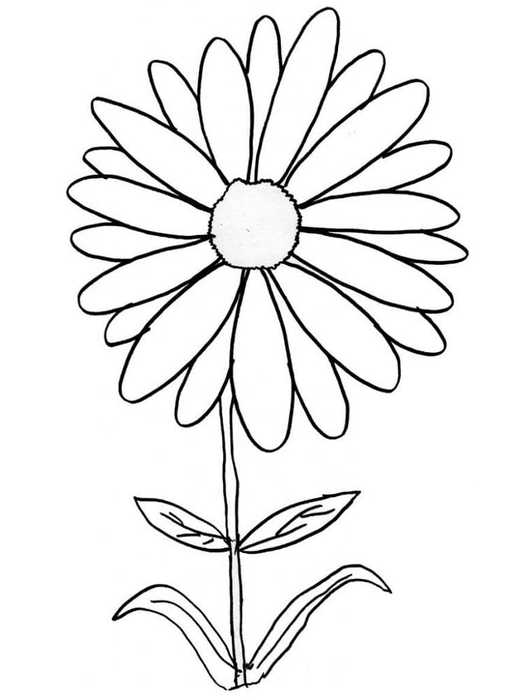 Coloriage Fleur de Marguerite