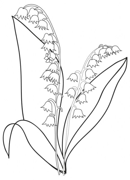 Fleur de Muguet coloring page