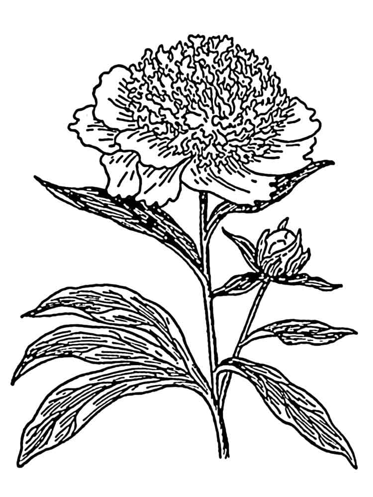 Coloriage Fleur de Pivoine