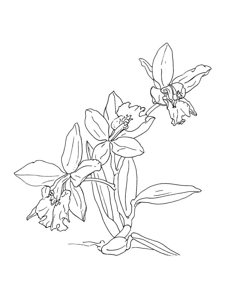 Coloriage Fleur d’orchidée Gratuite