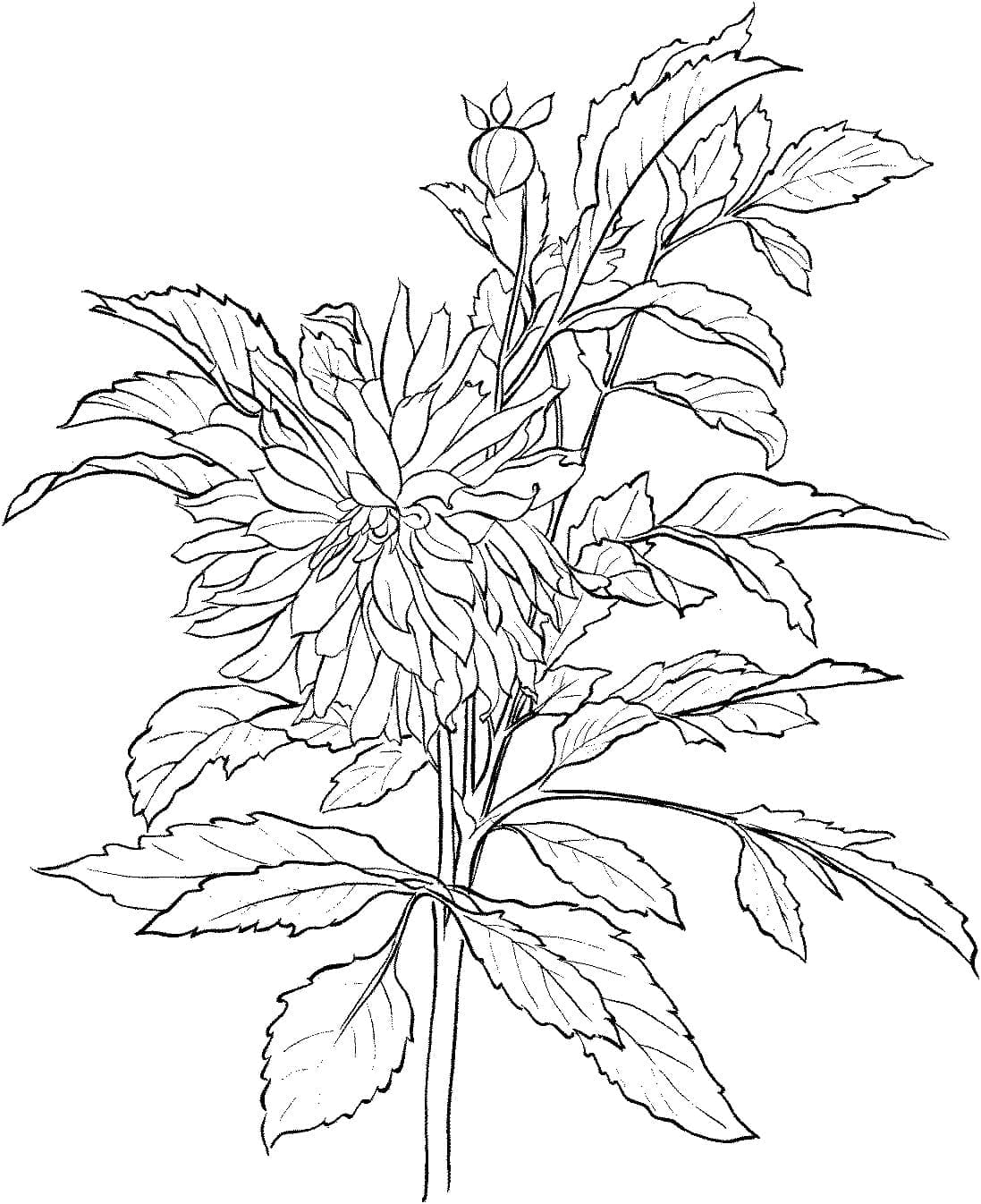 Fleurs de Dahlias 1 coloring page
