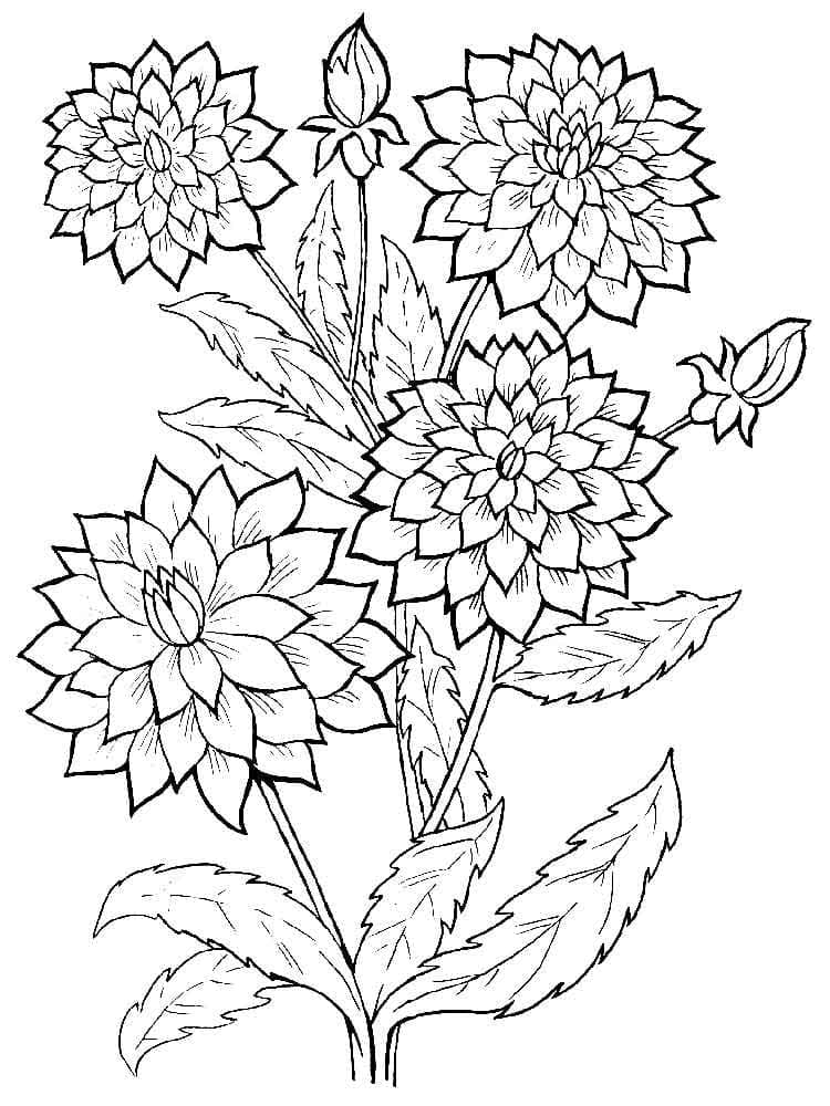Fleurs de Dahlias 3 coloring page