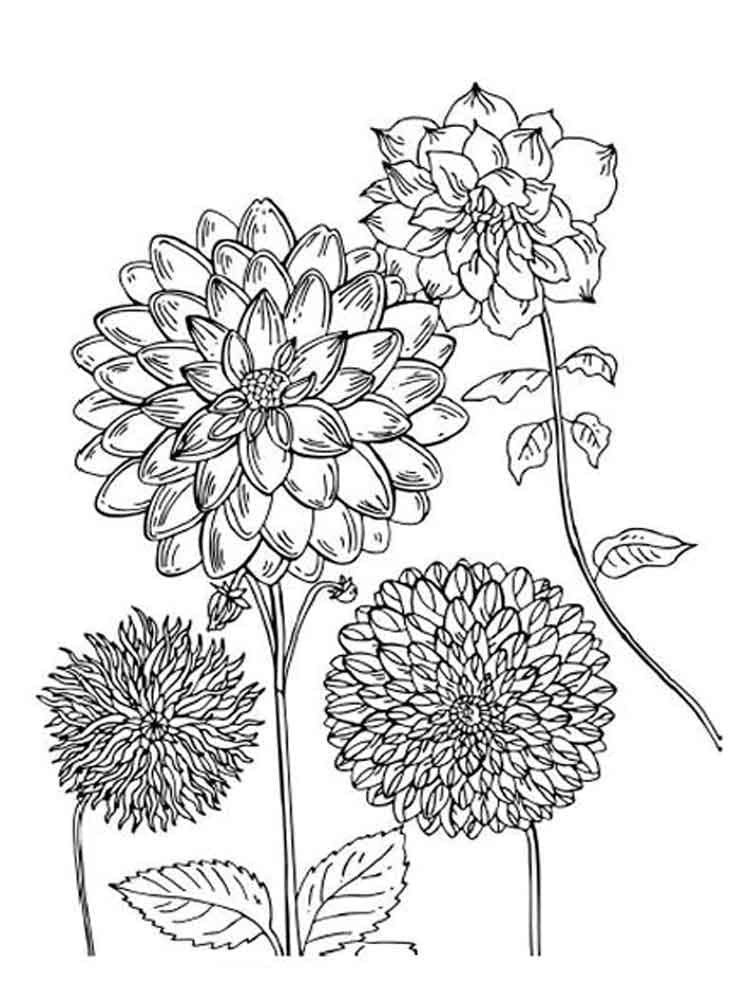 Fleurs de Dahlias coloring page