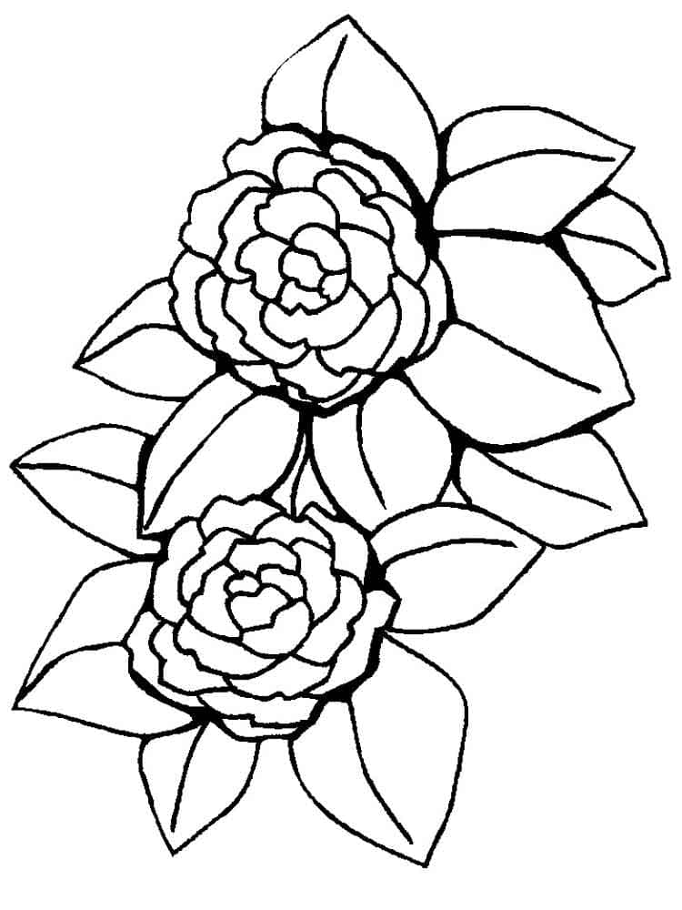 Fleurs de Pivoine coloring page