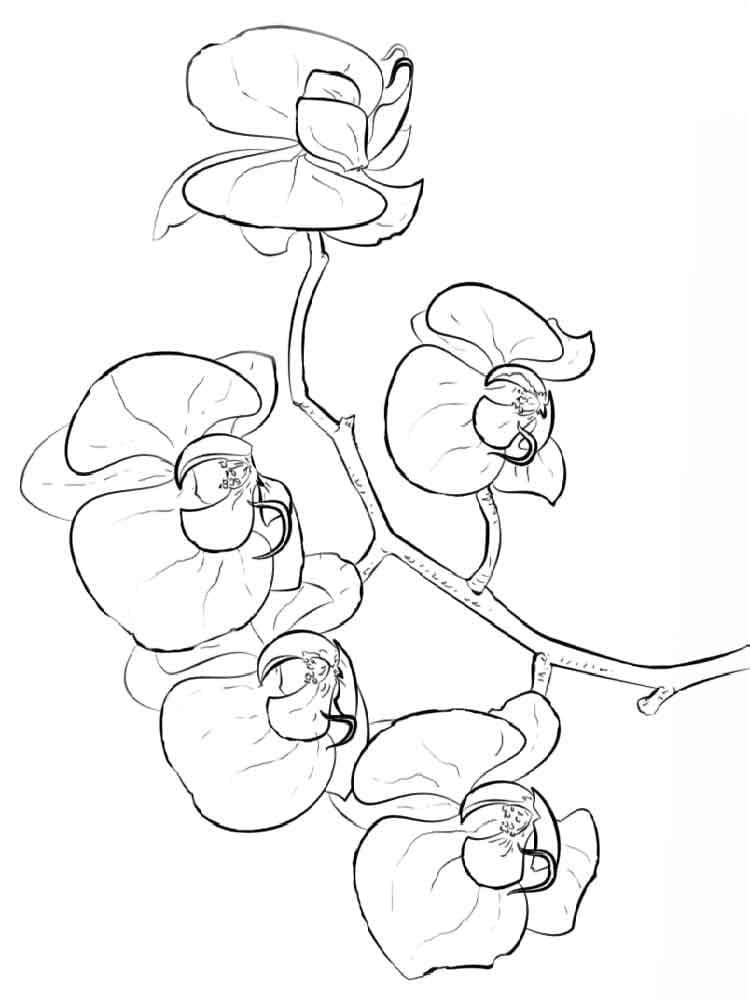 Fleurs d’orchidées coloring page