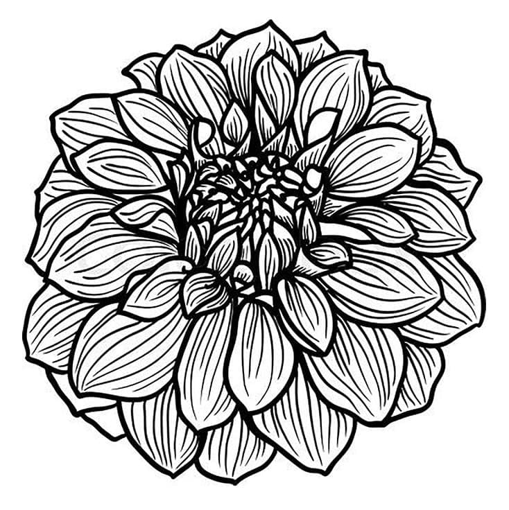 Coloriage Jolie Fleur de Dahlia