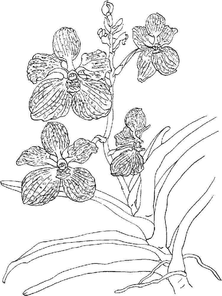 Orchidée 12 coloring page