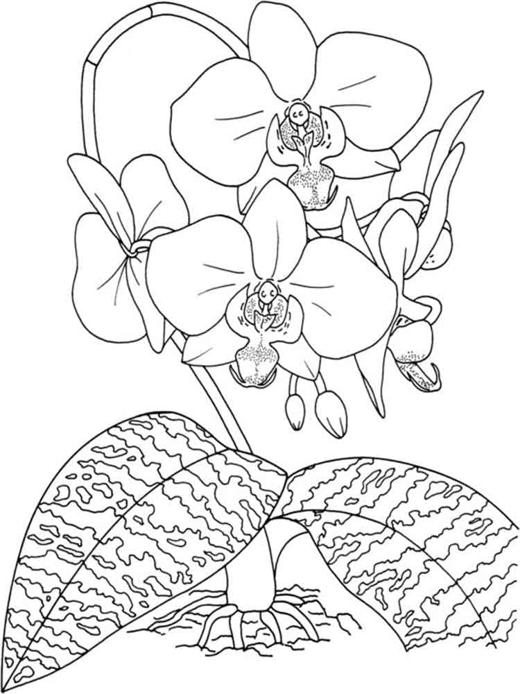 Coloriage Orchidée 13