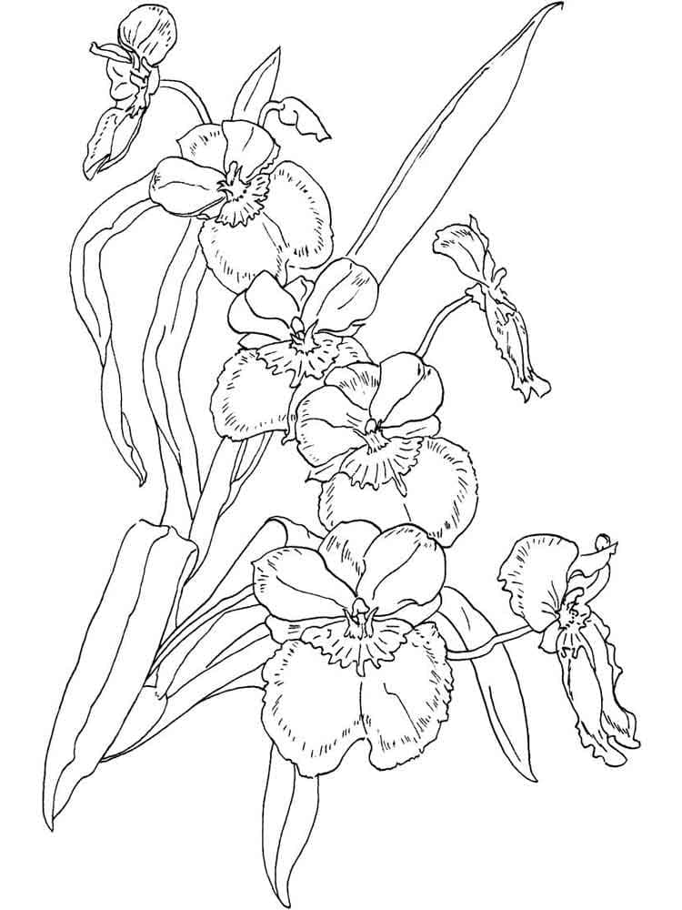 Coloriage Orchidée 14