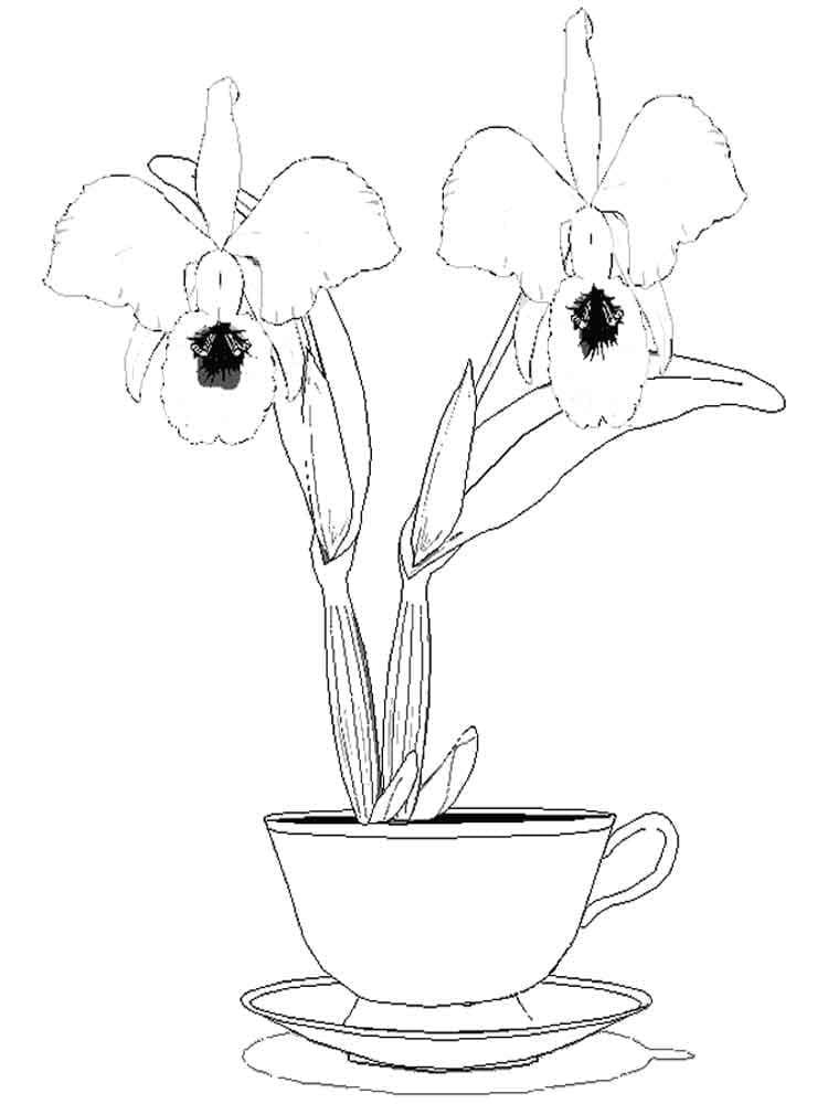 Coloriage Orchidée 15