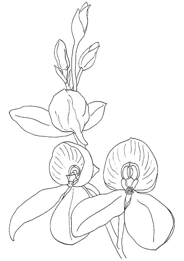 Coloriage Orchidée 4