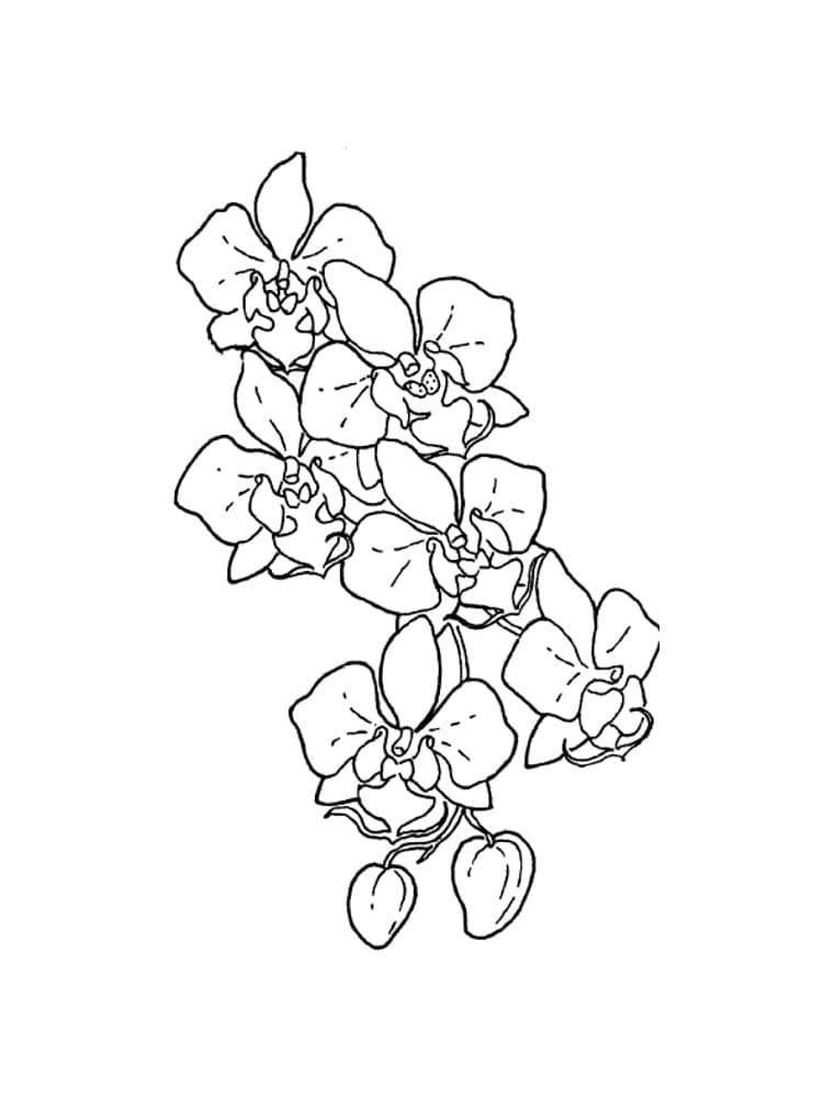 Coloriage Orchidée 5