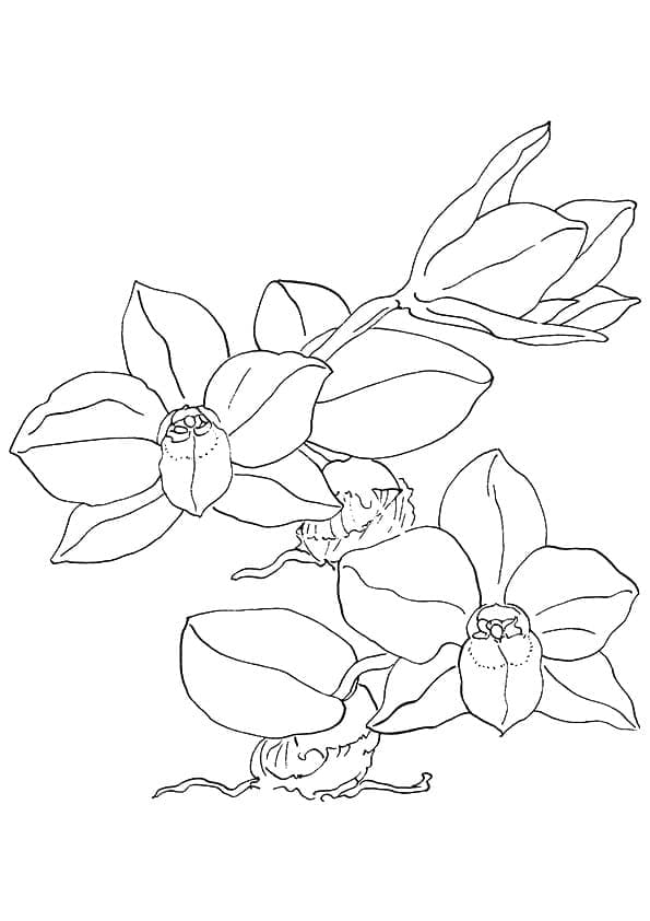 Coloriage Orchidée 7