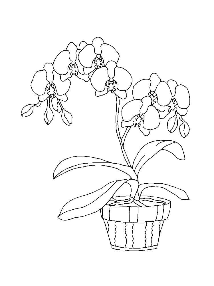 Orchidée en Pot coloring page