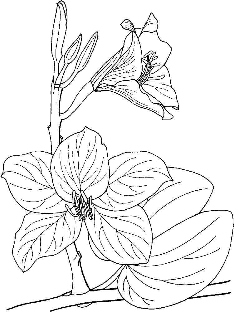Orchidées coloring page
