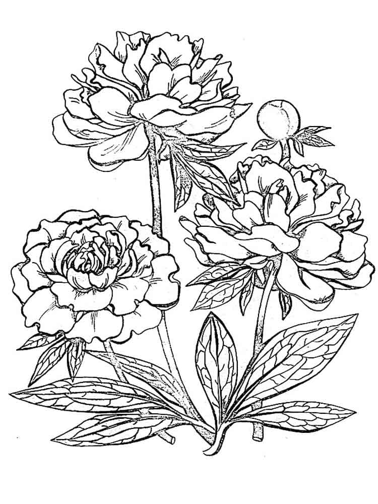Pivoines 1 coloring page