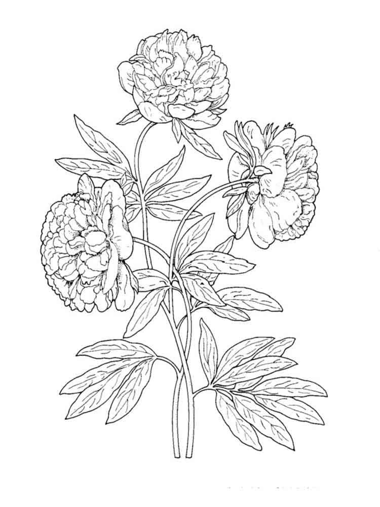Pivoines 3 coloring page