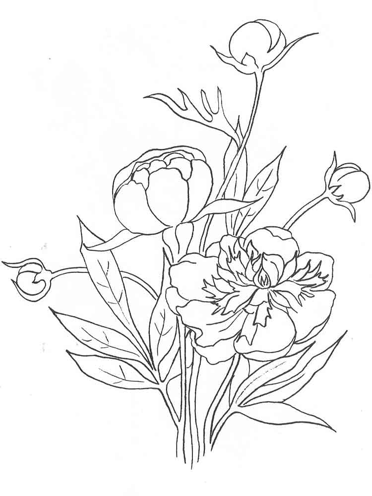 Pivoines 4 coloring page