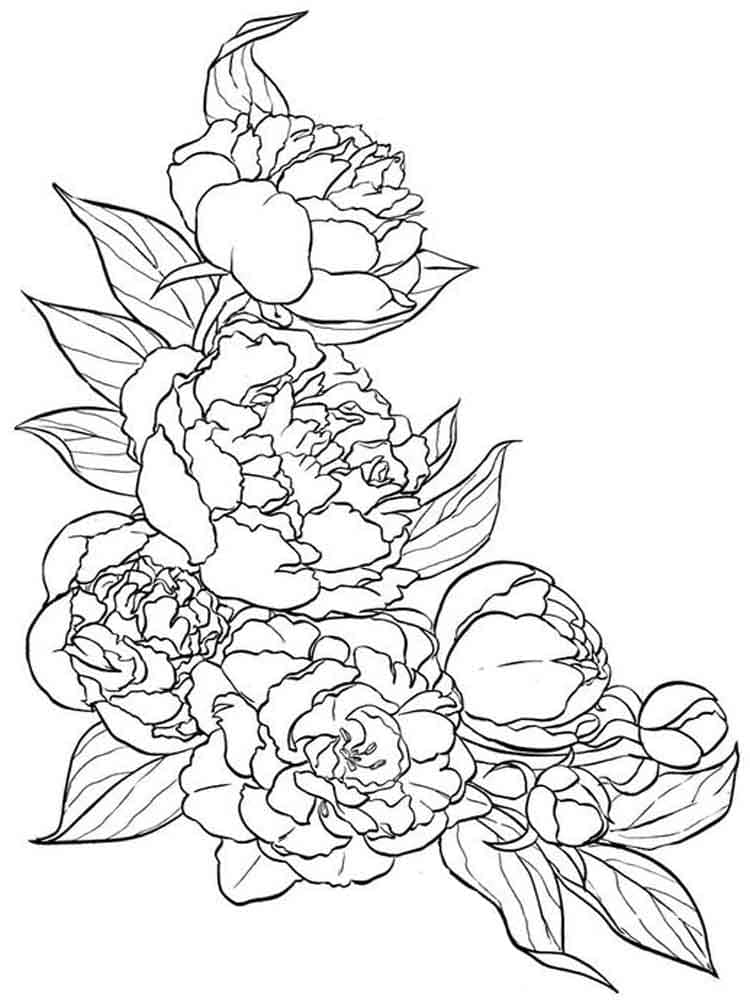 Pivoines 5 coloring page