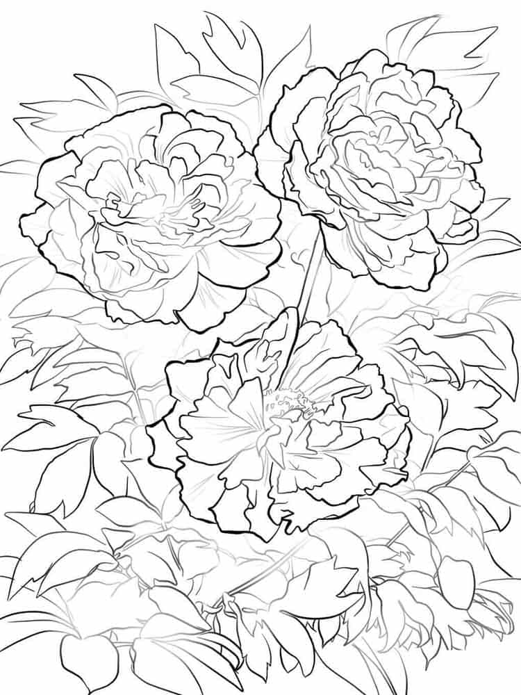 Pivoines coloring page