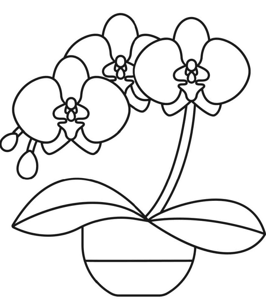 Pot d’orchidée coloring page