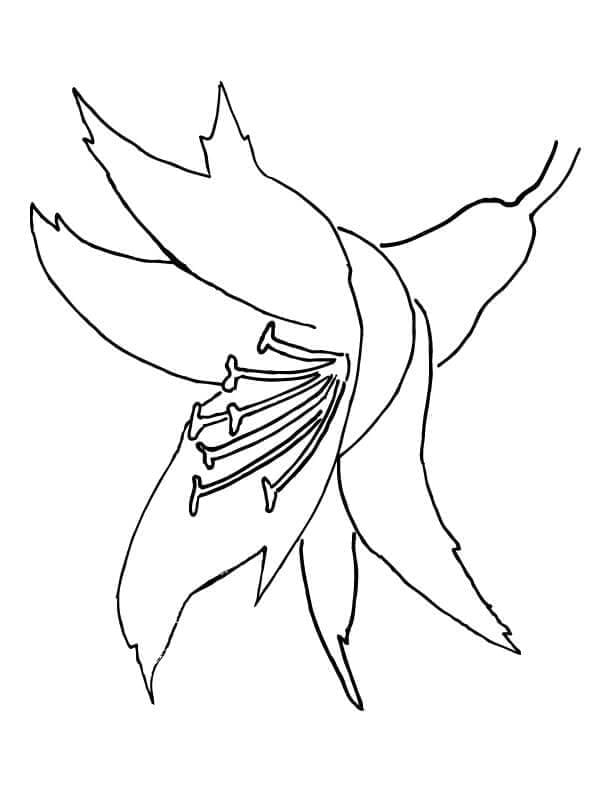 Une Fleur d’orchidée coloring page