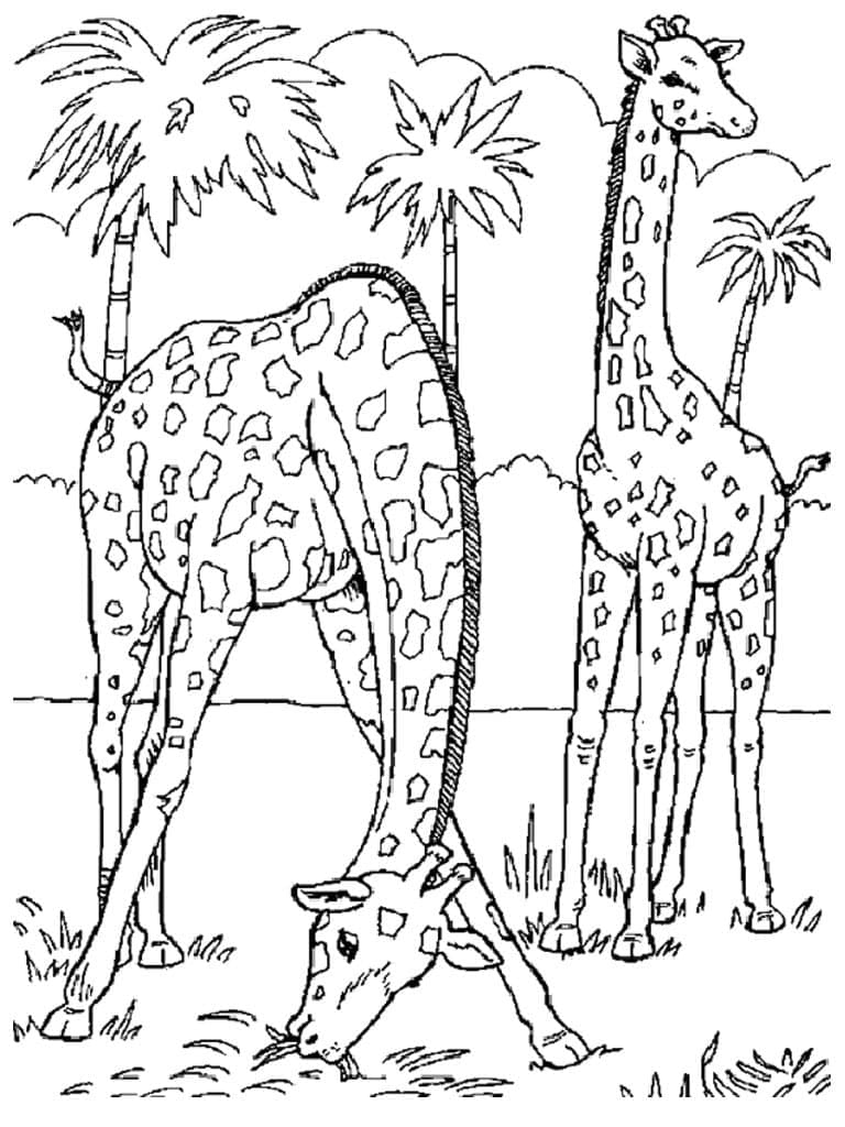 Coloriage Deux Girafes