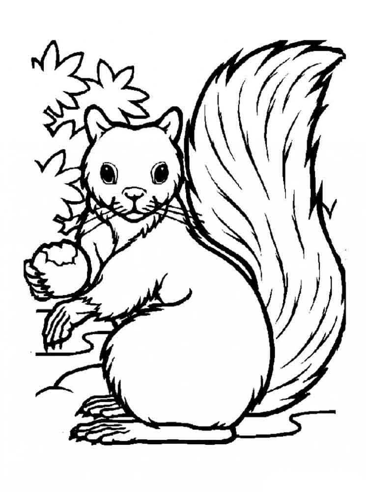 Écureuil Pour Les Enfants coloring page