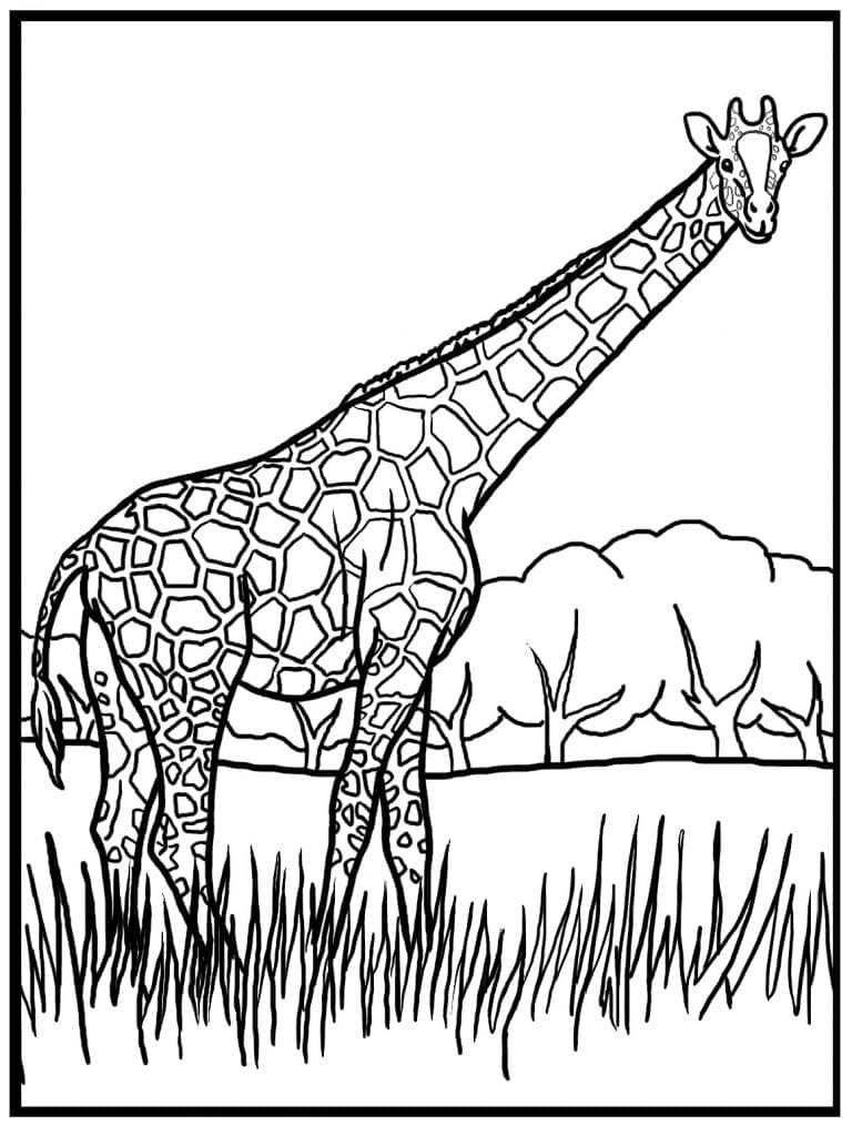 Coloriage Girafe à l'état Sauvage