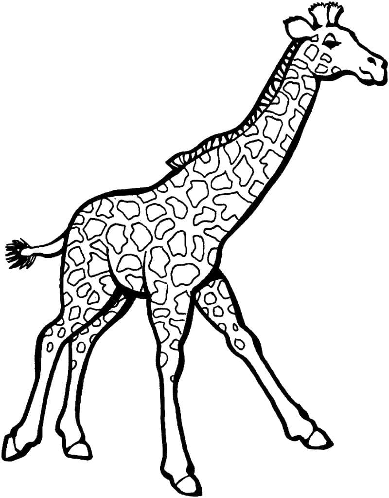 Coloriage Girafe Gratuite