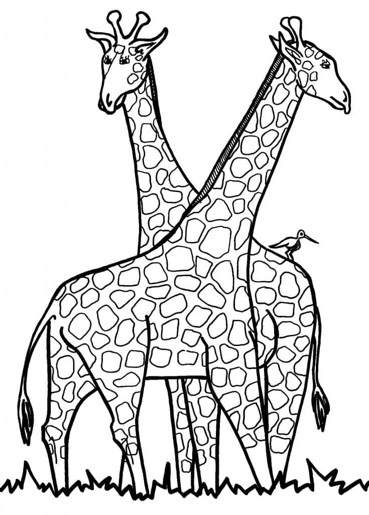 Coloriage Girafes Gratuites Pour Les Enfants