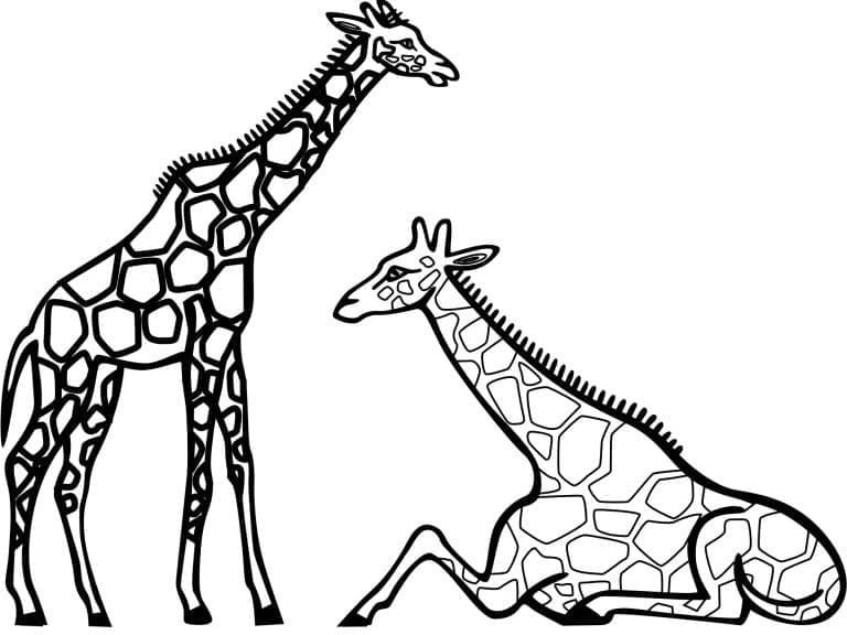 Coloriage Girafes