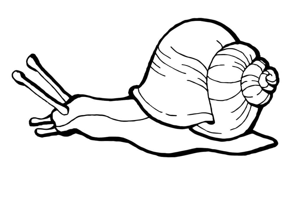 Peinture De Un Escargot coloring page