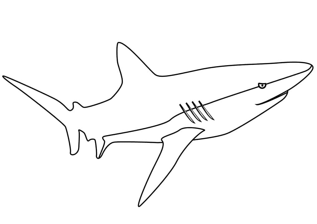 Coloriage Requin 2