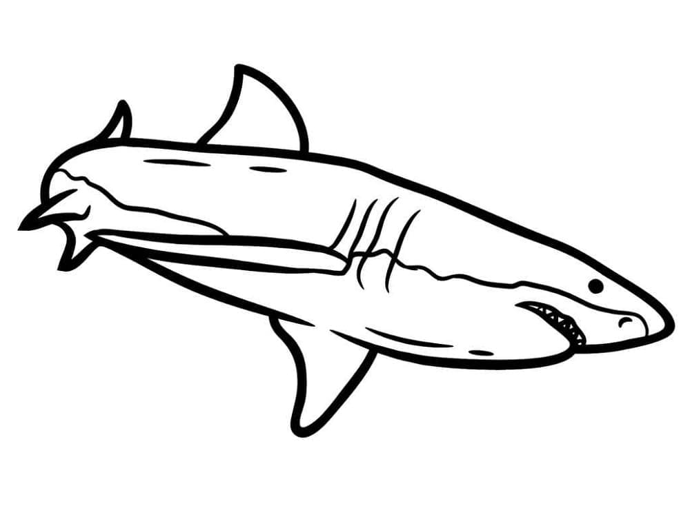 Coloriage Requin 5