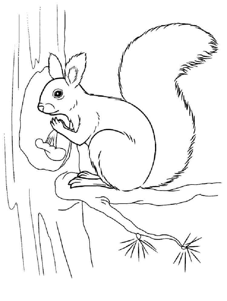Un Écureuil coloring page