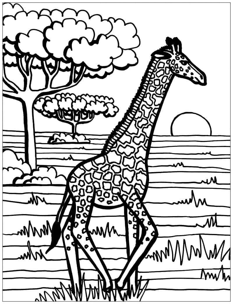 Coloriage Une Girafe