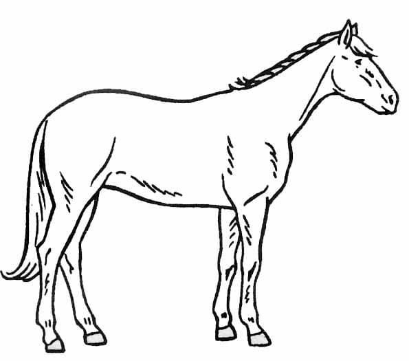 Cheval 1 coloring page