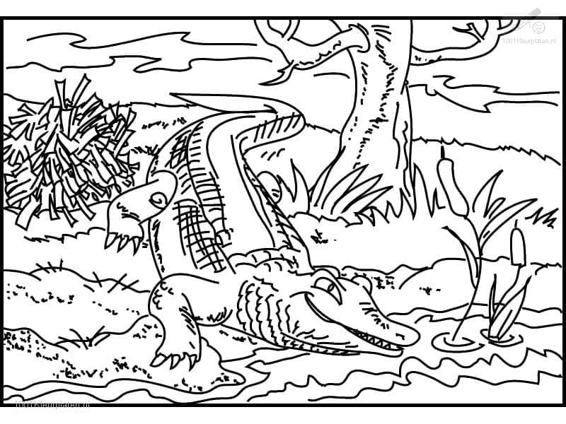Crocodile 3 coloring page