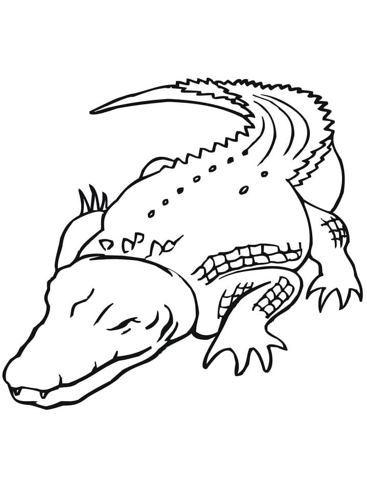 Crocodile d’Australie coloring page