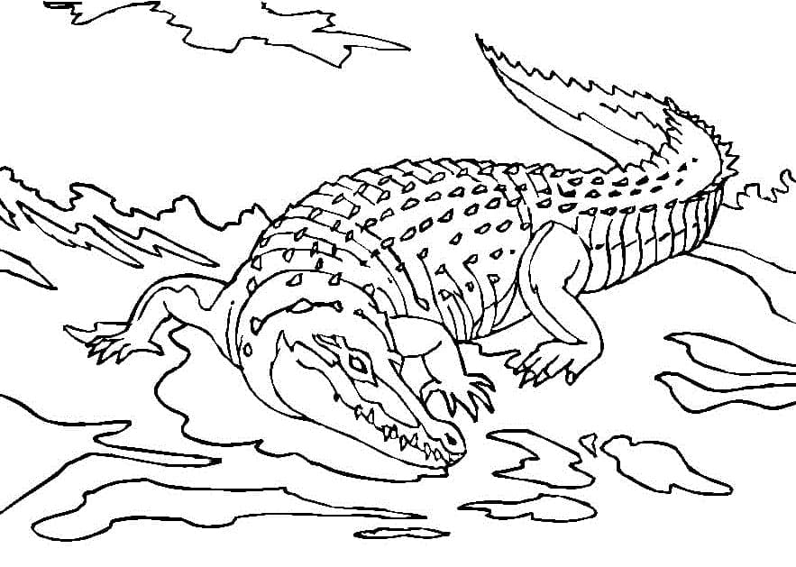 Coloriage Crocodile d'eau Salée