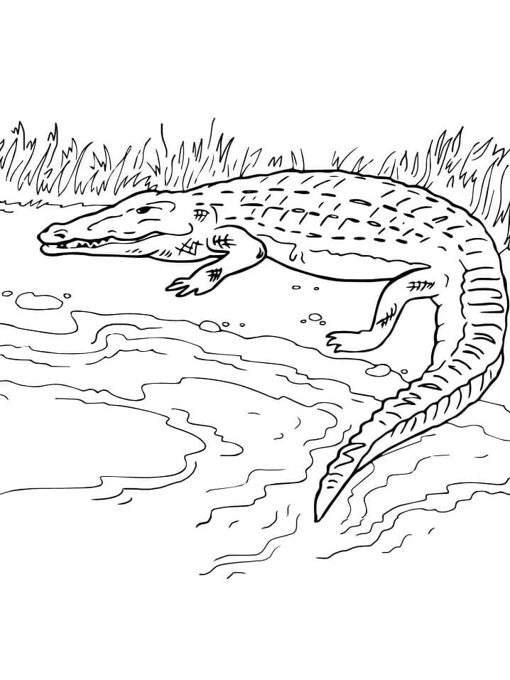 Crocodile Gratuit Pour les Enfants coloring page