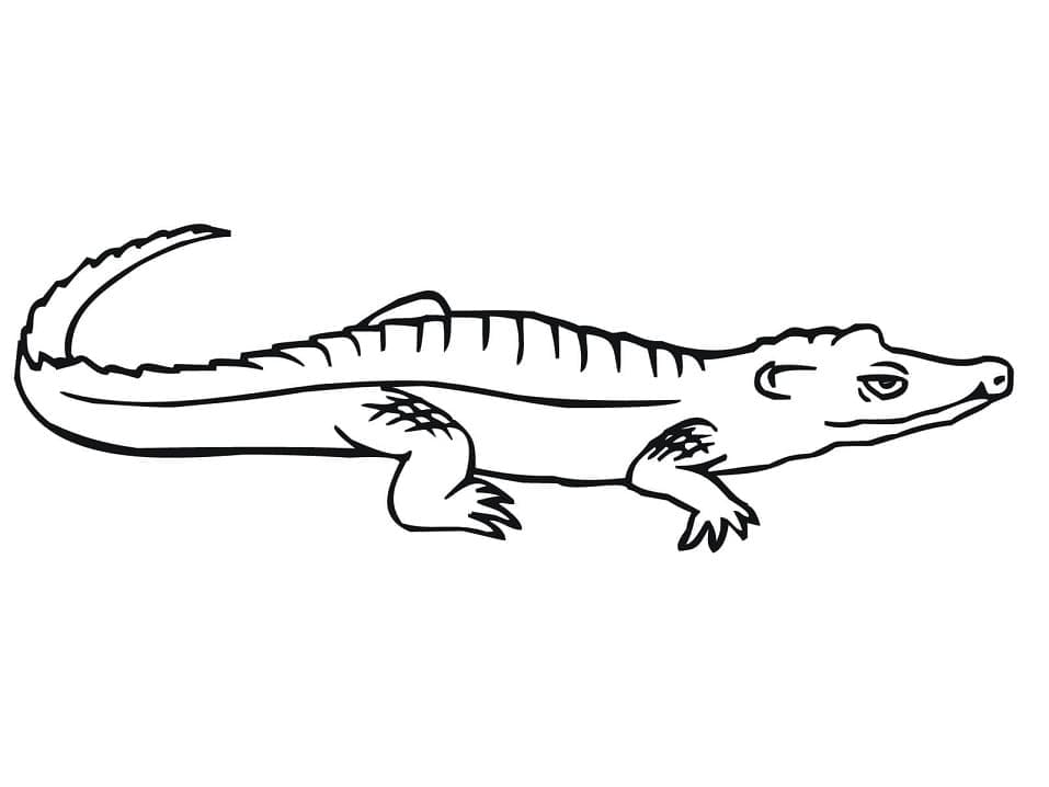Crocodile Gratuit coloring page